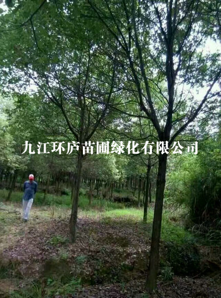 環(huán)境展示