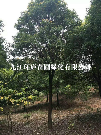 環(huán)境展示