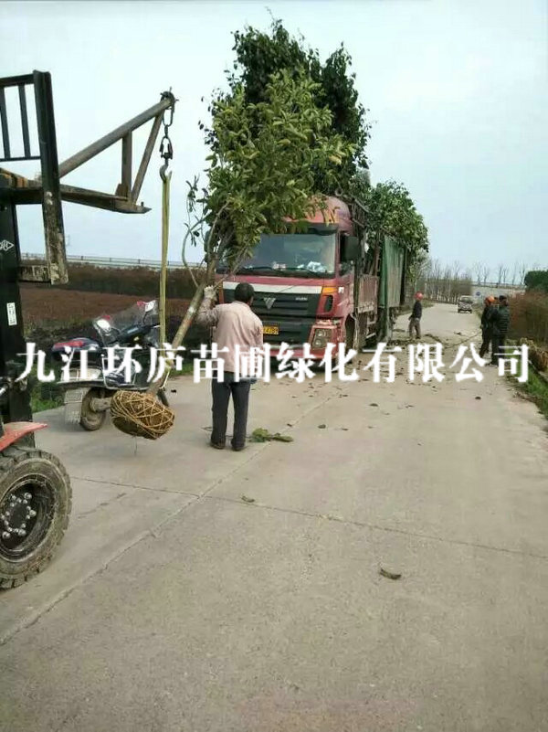 含笑
