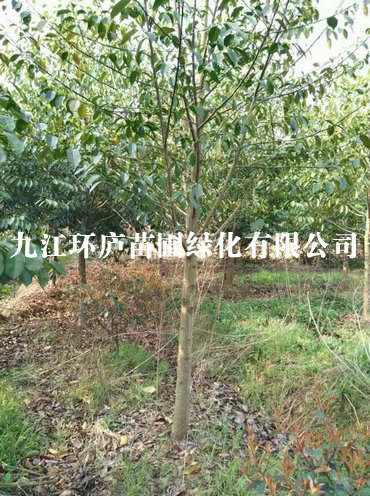 含笑
