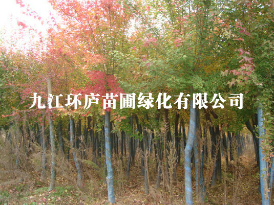 三角楓