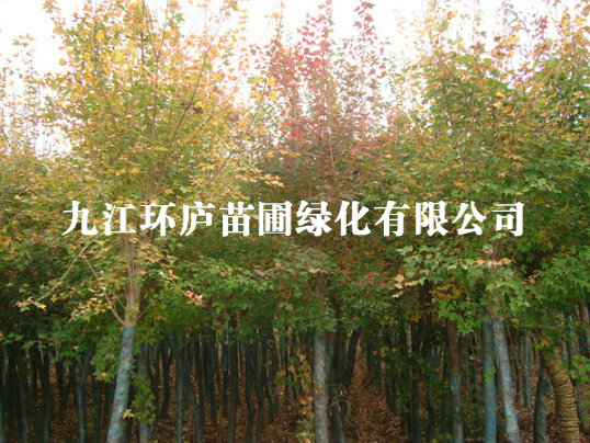 三角楓