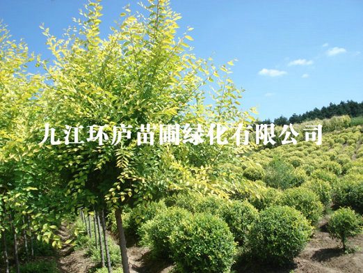 三角楓