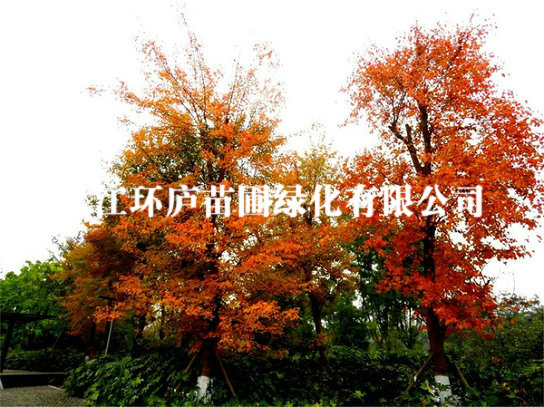 三角楓