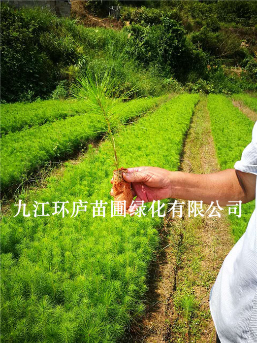 濕地松
