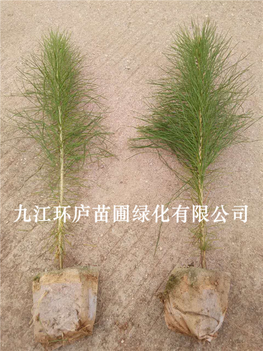 濕地松
