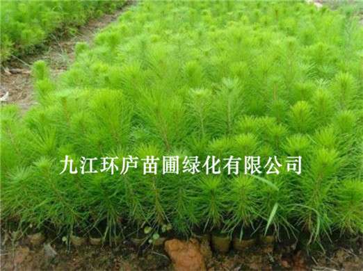 濕地松