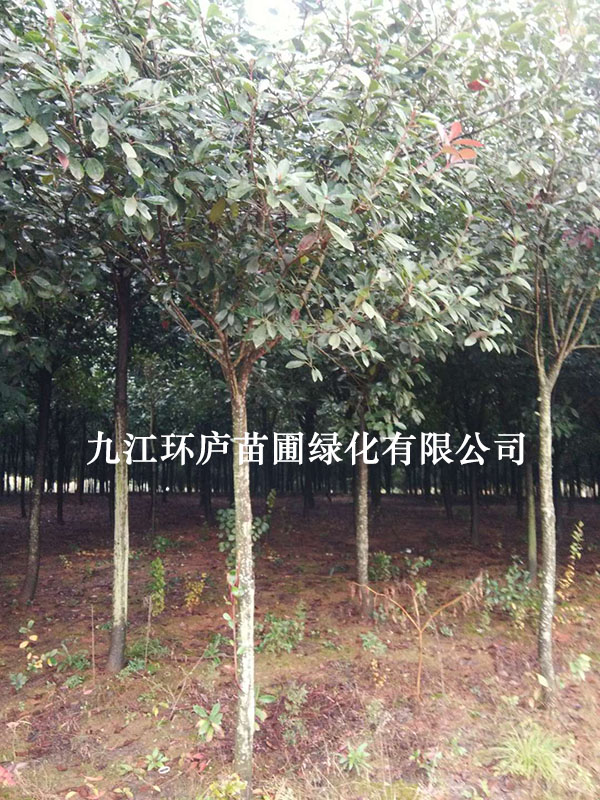 8-12公分紅葉石楠