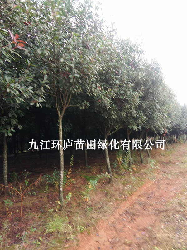 8-12公分紅葉石楠