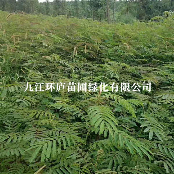 合歡