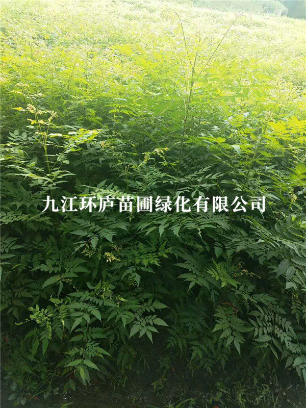 欒樹(shù)
