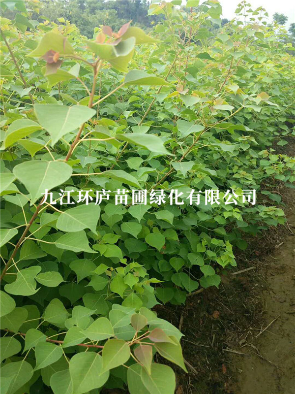 烏桕