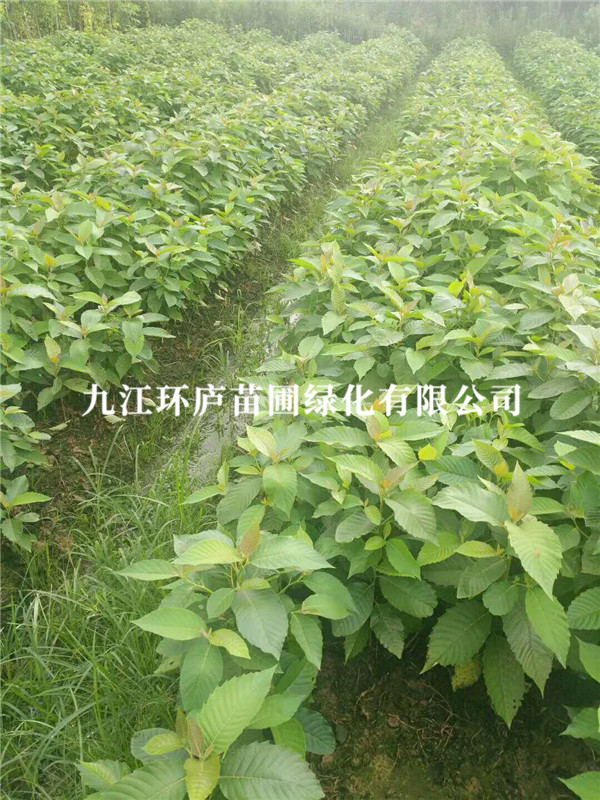 喜樹(shù)