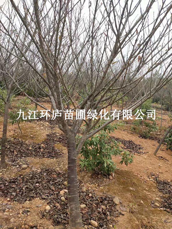 樂(lè)昌含笑