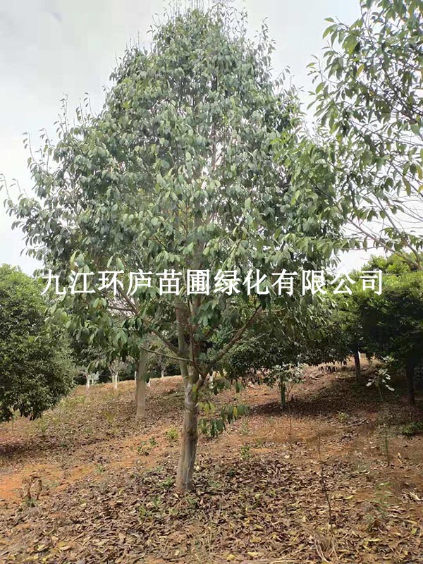 樂(lè)昌含笑