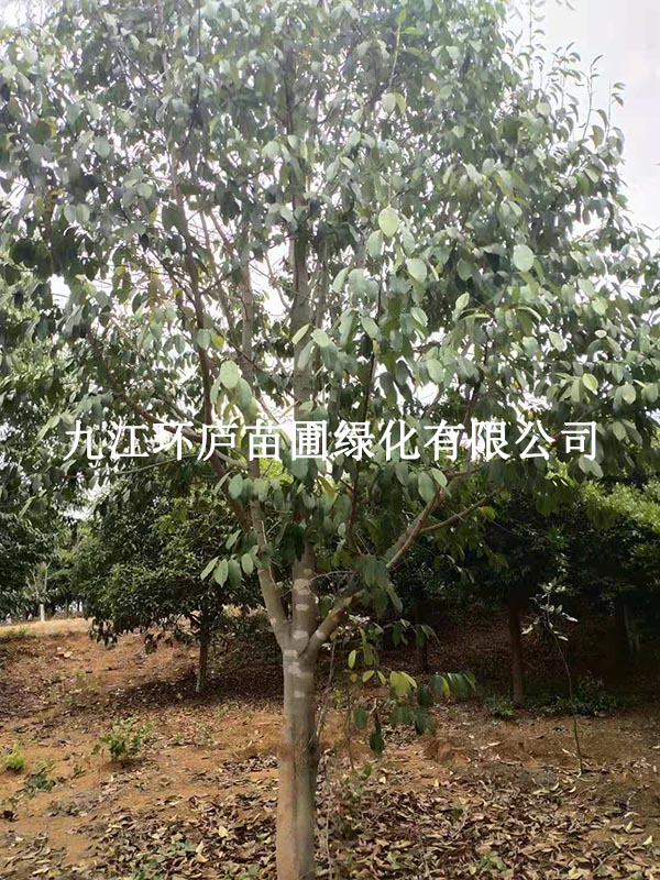 樂(lè)昌含笑