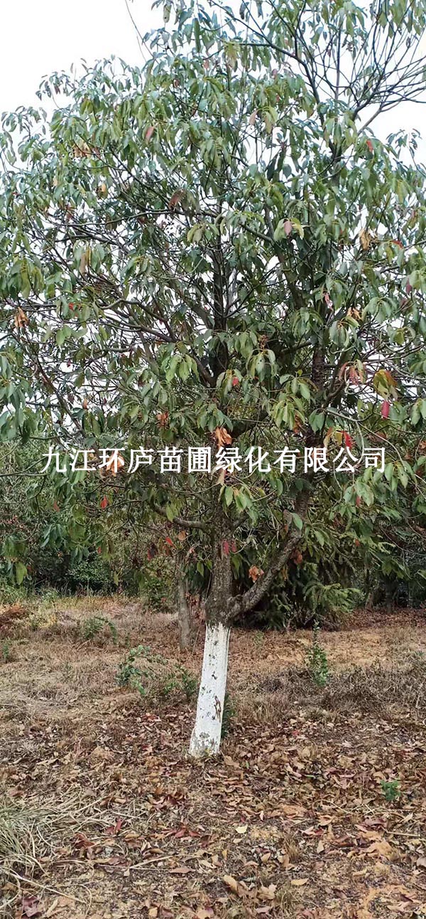 香港四照花