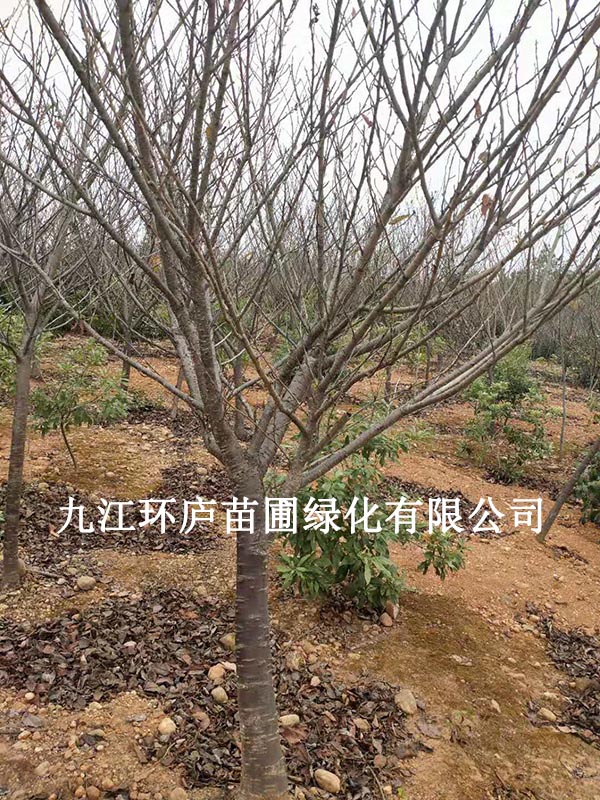 櫻花
