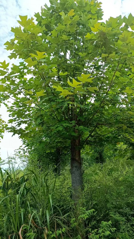 截桿馬褂木12－25公分