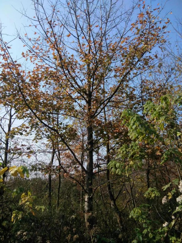 楓香10－20公分