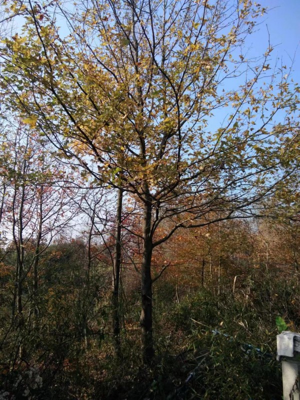 楓香10－20公分