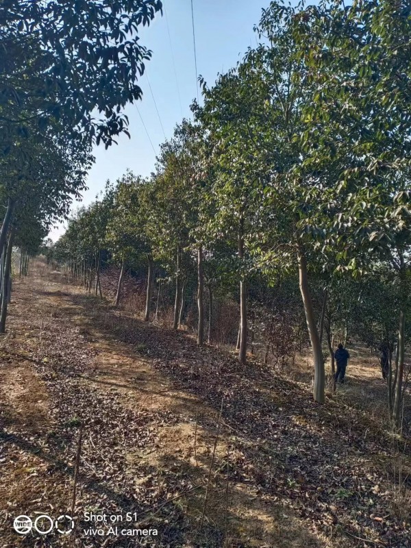 8－12公分紅果冬青