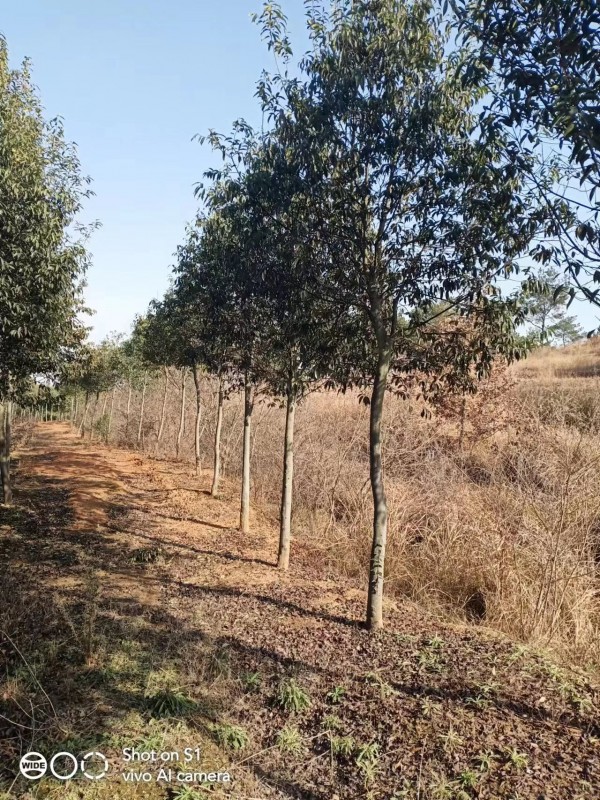 8－12公分紅果冬青
