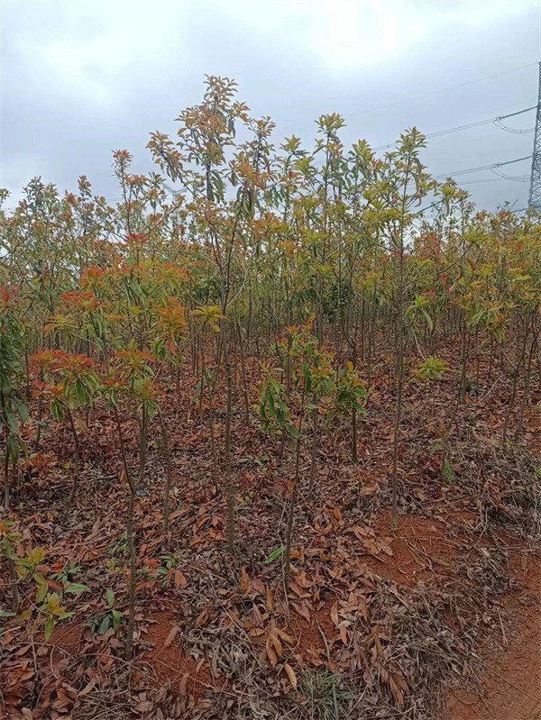 木荷地徑1.5－3公分