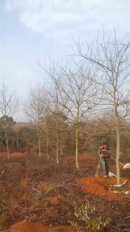 楓香1－20公分