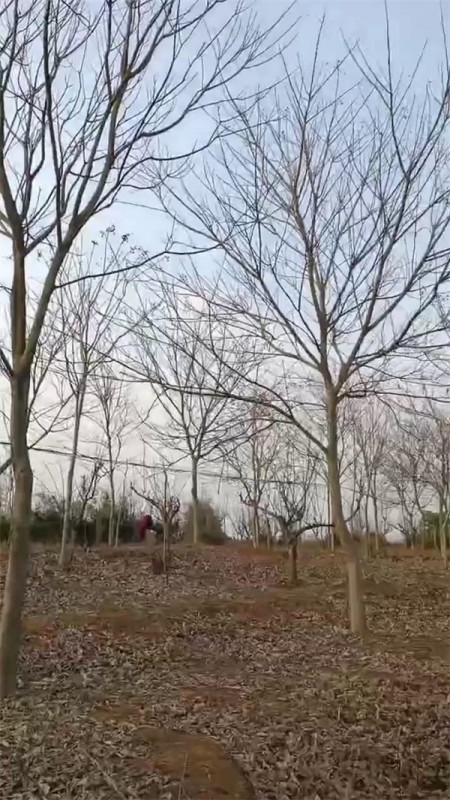 無(wú)患子8－15公分