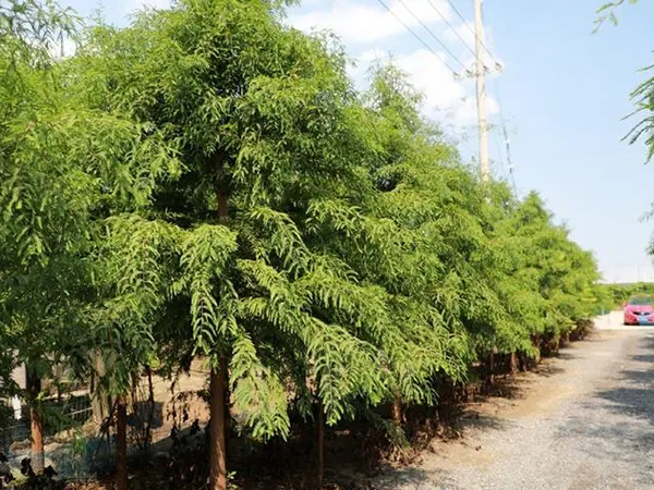 樹(shù)木苗木的修剪
