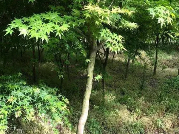 小葉雞爪槭