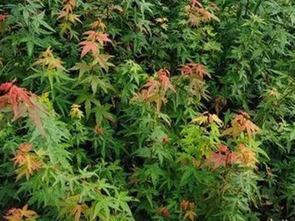 小葉雞爪槭
