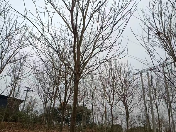 無(wú)患子