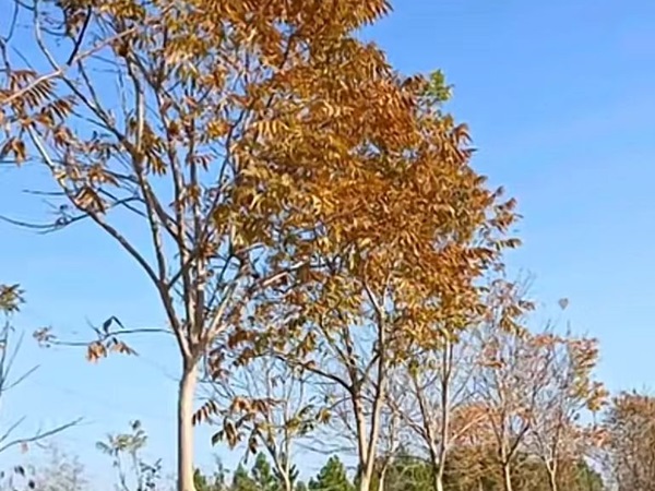 無(wú)患子
