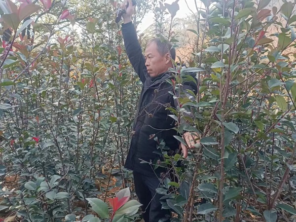 紅葉石楠提拔苗